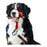 Dressurhalsband für Hunde Company of Animals Halti Maulkorb (31-40 cm)