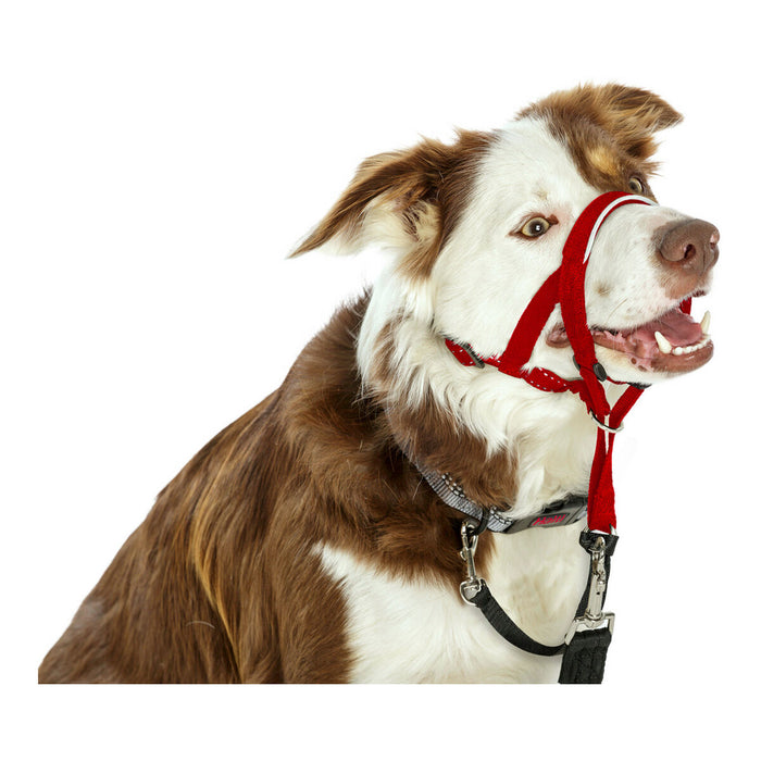 Dressurhalsband für Hunde Company of Animals Halti Maulkorb (46-62 cm)