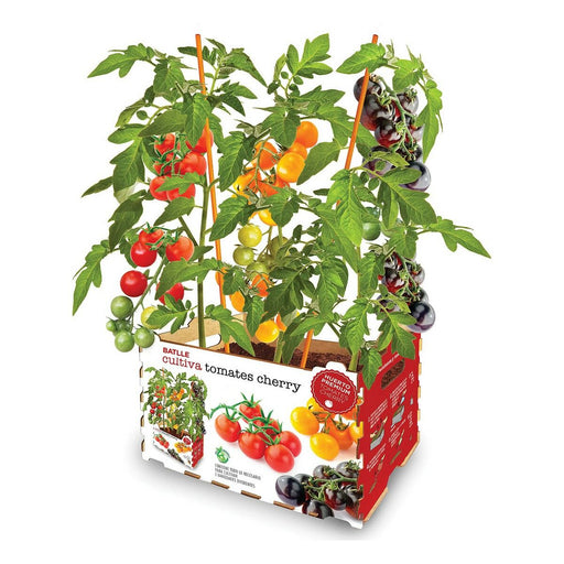 Pflanzset Batlle Natürliche Tomaten 30 x 19,5 x 16,2 cm