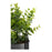 Dekorationspflanze Grau Eukalyptusbaum Mit Unterstützung Metall Kunststoff (13 x 40 x 13 cm)