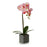 Dekorationspflanze Orchidee 15 x 43 x 18 cm Kunststoff