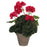 Dekorationspflanze Mica Decorations 11,5 x 33 cm Rosa PVC