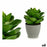 Dekorationspflanze Grau grün (16 x 21 x 16 cm) (6 Stück)